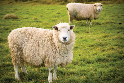 Bayram günlərində qurbanlıq əti haradan almaq olar?