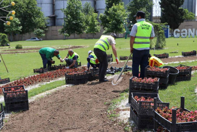 Gəncəçay Park və Avropa Gənclər Paytaxtı parkı yaşıllaşdırılıb