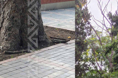 Xan bağında quru budaqlar qırılıb tökülür