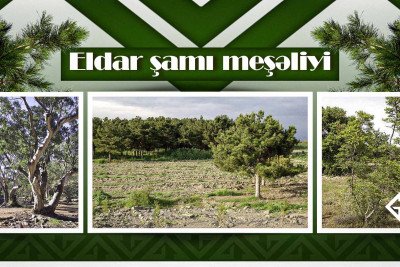 Samuxda dünyanın yeganə təbii Eldar şamı meşəliyi