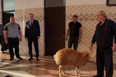 Niyazi Bayramov qurbanlıq heyvan kəsimi və satışı məntəqələrini ziyarət edib