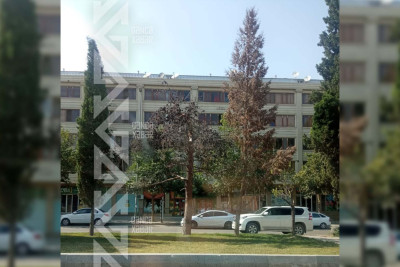 Bir sıra ərazilərdə ağacların quruması halları müşahidə olunur