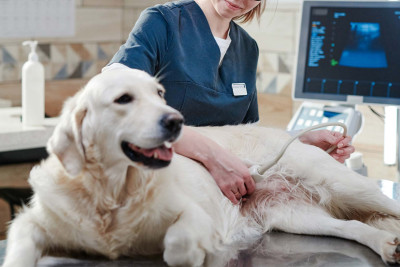 Sahibsiz heyvanlar ödənişsiz əməliyyat ediləcək