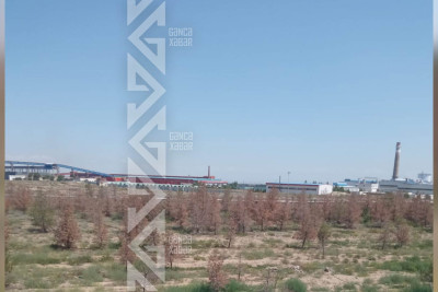 Şəhərin bir neçə hissəsində ağaclar baxımsız qalıb