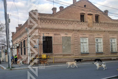 Son 9 ay ərzində 1112 nəfəri it dişləyib