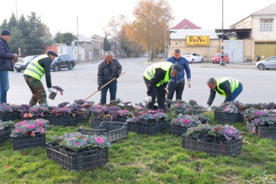 Şəhərin bəzi hissələrinə mövsümi güllər əkilib