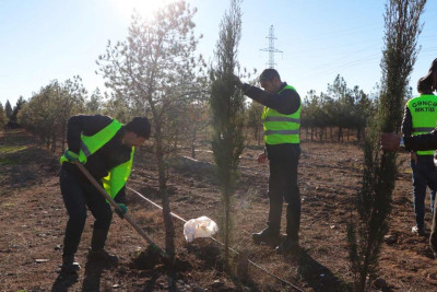 Şəhərin bir hissəsinə mövsümi ağaclar əkilib