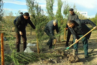 Şəhərimizdə ağacəkmə aksiyası təşkil olunub