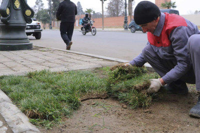 Hava limanı yolunda yeni ağaclar əkilib