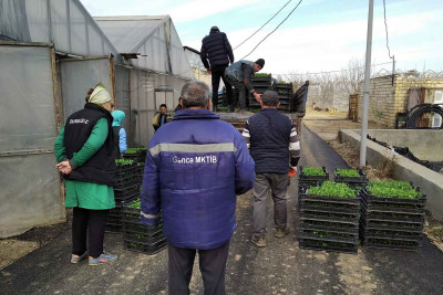 Şəhər ərazisində yaşıllaşdırma işləri görülür