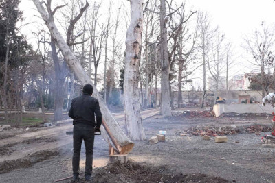 "Qələbə" parkı ərazisində quruyan ağaclar kəsilir