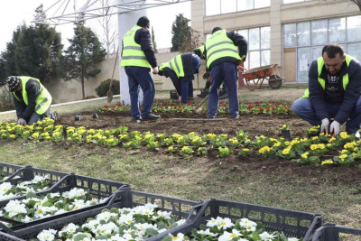 Şəhərin bir sıra hissələrinə mövsümi güllər əkilir