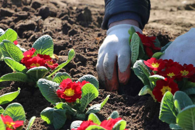 MKTİB tərəfindən gül əkmə aksiyası keçirilib