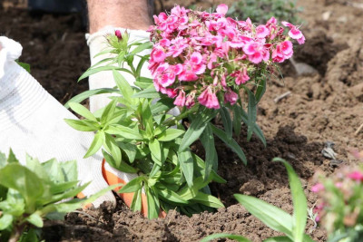 Şəhərimizin müxtəlif ərazilərinə güllər əkilib