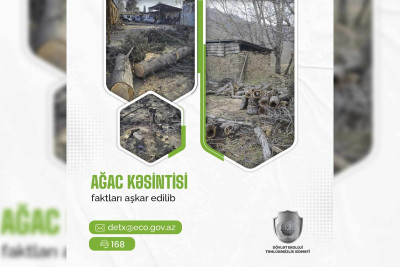 Ağacların qanunsuz kəsildiyi aşkar olunub
