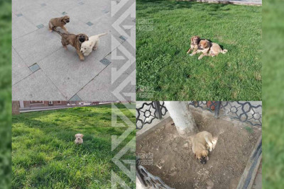 Şah Abbas məscidinin qarşısında sahibsiz itləri zəhərləyiblər - İDDİA