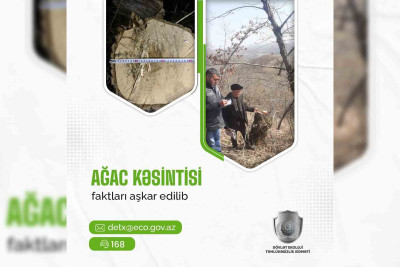 İki vətəndaş barəsində qanunsuz ağac kəsilməsinə görə akt tərtib olunub
