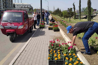 Bir sıra ərazilərə yeni bitkilər əkilib
