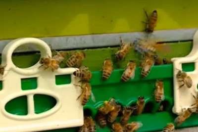 Hava şəraiti bal istehsalına təsirini göstərib