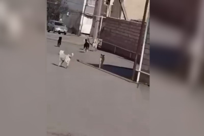 Məktəblilər sahibsiz itlərin hücumundan qorxurlar