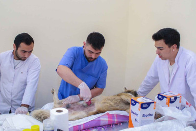 Xarici mütəxəssislərin iştirakı ilə sahibsiz itlərlə bağlı aksiya keçirilib