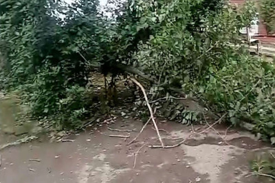 Mahrasa bağında yarım əsr yaşı olan ağacların qırılma təhlükəsi var