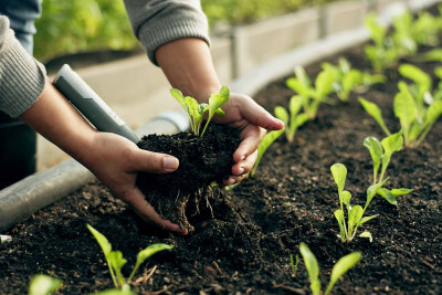 Kənd təsərrüfatının göstəriciləri açıqlanıb