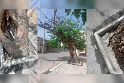 Küçələrin birində ağac aşma təhlükəsi ilə üz-üzədir
