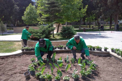Fikrət Əmirov parkında yaşıllaşdırma işləri aparılıb