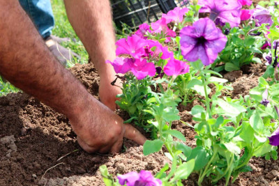 Şəhərin bir sıra ərazilərinə güllər əkilib