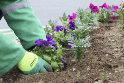 Şəhərin bir sıra ərazilərində yaşıllaşdırma işləri aparılıb