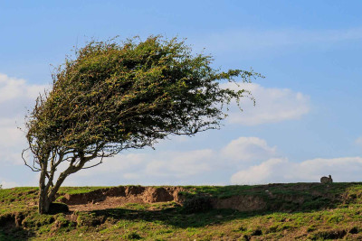 Küləkli hava şəraiti ilə bağlı xəbərdarlıq olunub