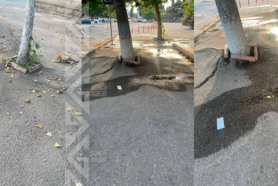 Sakinlər: “Ağacların dibi az qala tam asfaltlanıb”