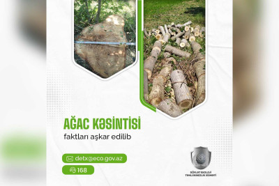 Qanunsuz ağac kəsimi halları aşkarlanıb