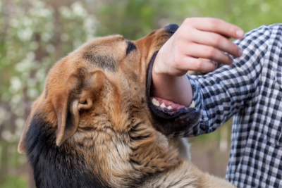 Sahibsiz it 72 yaşlı kişini dişləyib