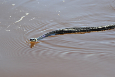 Kanalda çimən yeniyetməni ilan sancıb