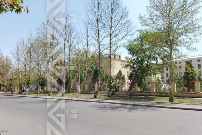 Gəncədə əkilən ağacların 90 faizi bir müddət sonra quruyur