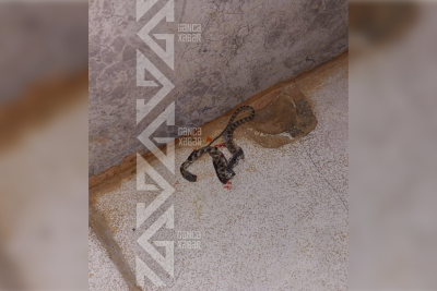 İlanların əhatəsində qalan yaşayış binası: Niyə tədbir görülmür?