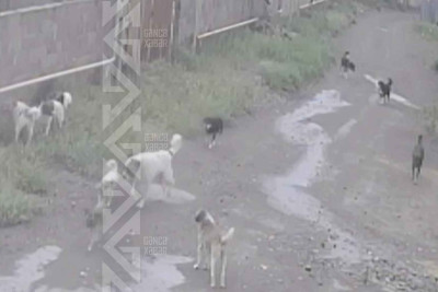Sahibsiz itlər sakinləri qorxu içində saxlayır