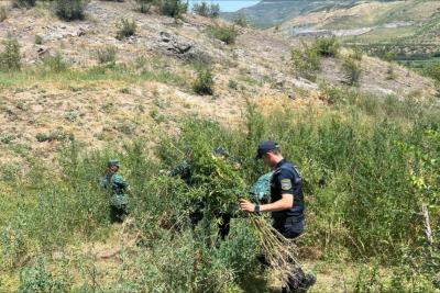 Gəncədə böyük həcmdə çətənə bitkiləri məhv edilib