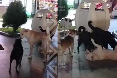 “İstirahət guşələrində itlər dəstə ilə dolaşırlar”