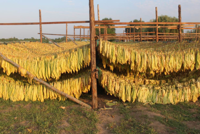Goranboyda tütün yığımı başlayıb