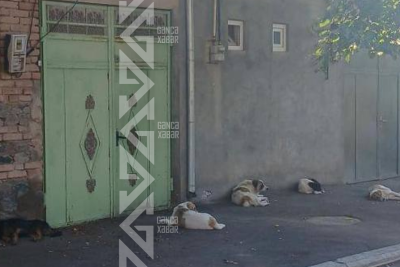 Gəncədə sahibsiz itlərlə bağlı İcra Hakimiyyətindən AÇIQLAMA