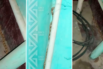 Gəncədə ilanlar sakinlərin həyatını zəhərə döndərib