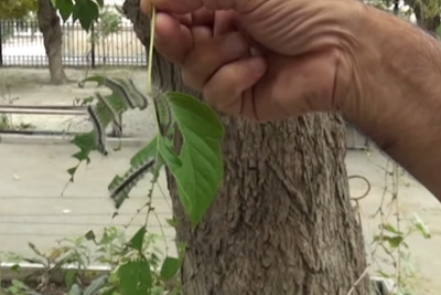 Binanın ətrafında qurdlar peyda oldu – İnsanlar təşvişdədir