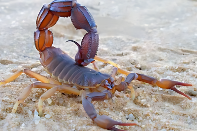 Əqrəb müəllimin həyatına son qoydu