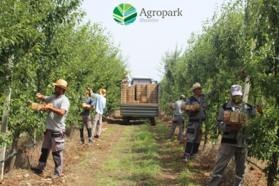 “Shamkir Agropark”a əməkdaş tələb olunur