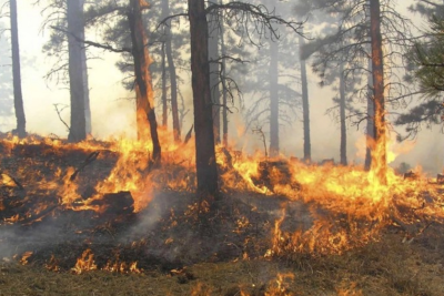 Ekosistemə qəsdən zərər vuranlar 15 ilədək azadlıqdan məhrum ediləcəklər