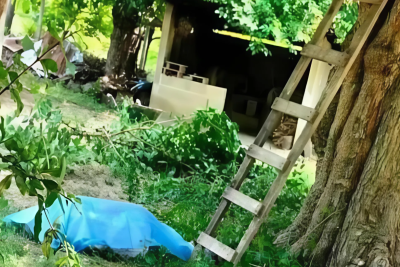 65 yaşlı kişi ağacdan yıxılaraq ölüb