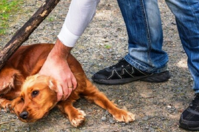 Heyvanlarla rəhmsiz rəftar edənlərə qarşı cərimələrin artırılması ilk oxunuşda təsdiqlənib